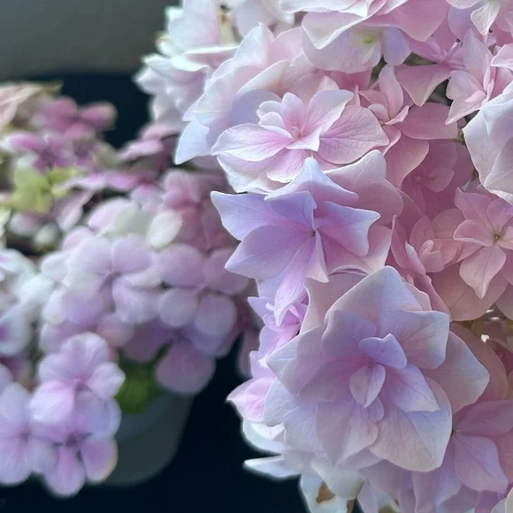 Real pressed flower art - hydrangea